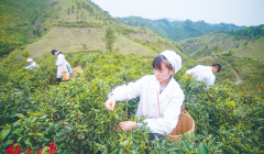 茶叶市场升温 销量增价格稳丨六堡茶产业迎来快速发展时期