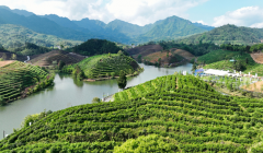建设茶叶“标准地” 建德将为苞茶产业制定产业标准