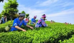 百年古茶飘新香！花溪区久安乡茶产业发展纪实