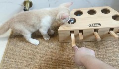 猫咪的最爱：揭秘猫咪喜欢的玩具类型