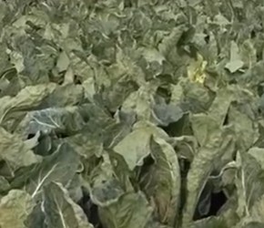 现代农业之——花椰菜的栽培、收获与加工