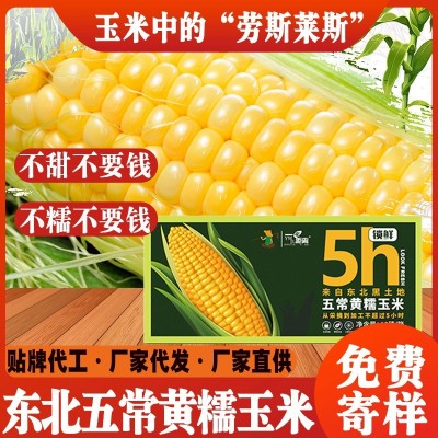 2023年东北黄糯甜玉米每箱10穗装玉米棒黄糯苞米真空包装厂家直发
