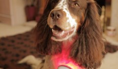 Photizo Vetcare 宠物光疗仪：点亮您宠物健康的新征程