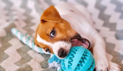 狗狗玩具，让宠物狗更快乐！揭秘玩具对狗福利的积极影响