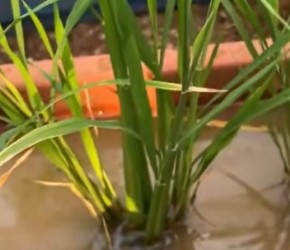 用花盆模拟水稻田，用大米种水稻