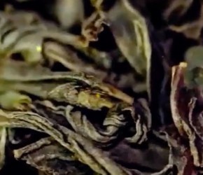 鸭屎香是红茶还是绿茶，茶叶的香气之谜！鸭屎香乌龙茶的魅力！